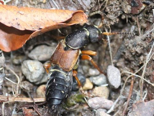 Réf. 215 633 : Staphylinus dimidiaticornis
